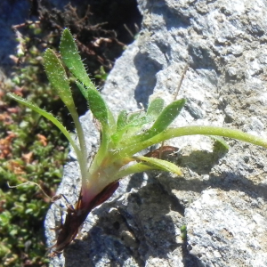  - Saxifraga seguieri Spreng. [1807]