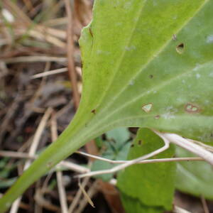 Photographie n°2458198 du taxon Plantago major subsp. pleiosperma Pilg.