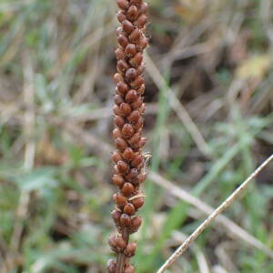 Photographie n°2458201 du taxon Plantago major subsp. pleiosperma Pilg.