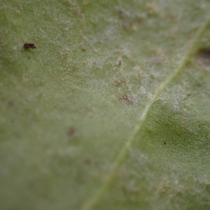 Photographie n°2458205 du taxon Plantago major subsp. pleiosperma Pilg.