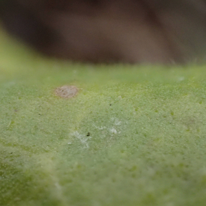 Photographie n°2458207 du taxon Plantago major subsp. pleiosperma Pilg.