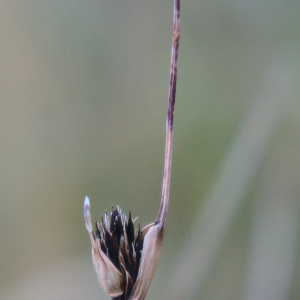 Photographie n°2458243 du taxon Schoenus nigricans L. [1753]