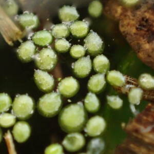 Photographie n°2458269 du taxon Wolffia arrhiza (L.) Horkel ex Wimm.