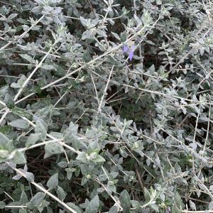 Photographie n°2458288 du taxon Teucrium fruticans L. [1753]