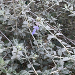 Photographie n°2458289 du taxon Teucrium fruticans L. [1753]