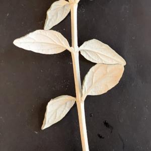 Photographie n°2458304 du taxon Teucrium fruticans L. [1753]