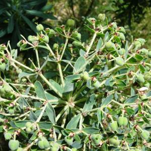  - Euphorbia amygdaloides subsp. amygdaloides