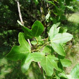 Photographie n°2458408 du taxon Acer monspessulanum L.