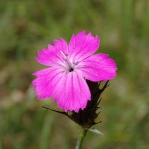 Photographie n°2458423 du taxon Dianthus carthusianorum L.