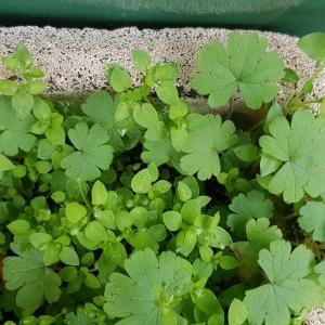 Photographie n°2458452 du taxon Geranium rotundifolium L.