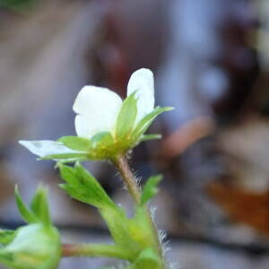 Photographie n°2458453 du taxon Potentilla sterilis (L.) Garcke