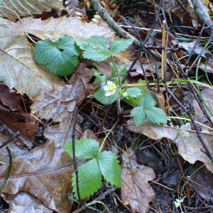 Photographie n°2458459 du taxon Potentilla sterilis (L.) Garcke