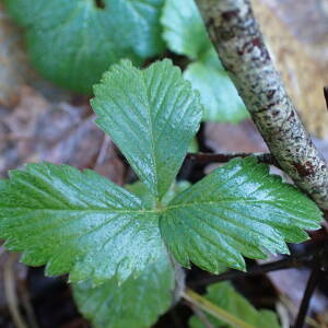 Photographie n°2458461 du taxon Potentilla sterilis (L.) Garcke