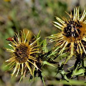 Photographie n°2458487 du taxon Carlina L. [1753]