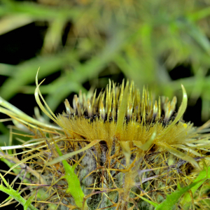 Photographie n°2458494 du taxon Carlina L. [1753]