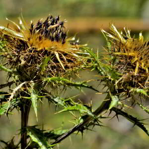 Photographie n°2458495 du taxon Carlina L. [1753]