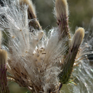 Photographie n°2458517 du taxon Cirsium arvense (L.) Scop. [1772]