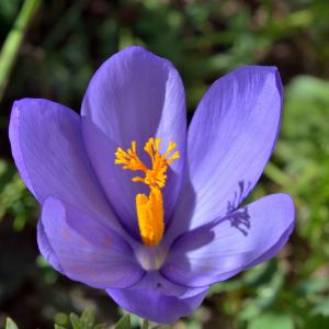 Photographie n°2458524 du taxon Crocus nudiflorus Sm. [1798]