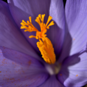 Photographie n°2458527 du taxon Crocus nudiflorus Sm. [1798]