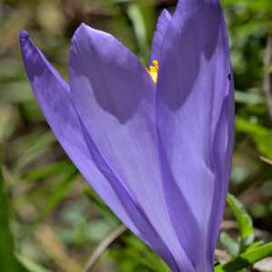 Photographie n°2458528 du taxon Crocus nudiflorus Sm. [1798]