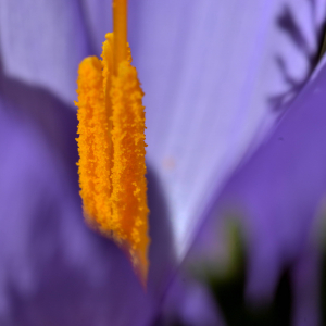 Photographie n°2458529 du taxon Crocus nudiflorus Sm. [1798]