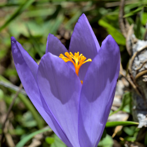 Photographie n°2458531 du taxon Crocus nudiflorus Sm. [1798]