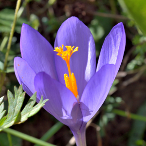 Photographie n°2458535 du taxon Crocus nudiflorus Sm. [1798]