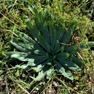 Photographie n°2458540 du taxon Echium vulgare L. [1753]