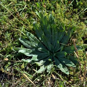 Photographie n°2458541 du taxon Echium vulgare L. [1753]