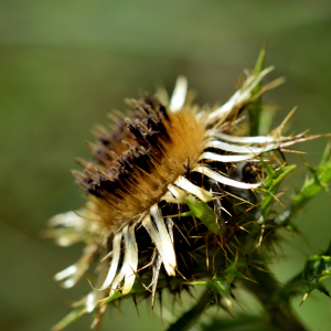 Photographie n°2458556 du taxon Carlina vulgaris L. [1753]