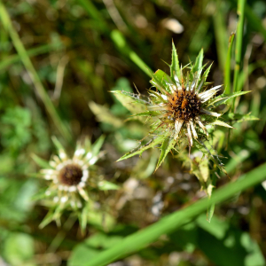 Photographie n°2458566 du taxon Carlina vulgaris L. [1753]