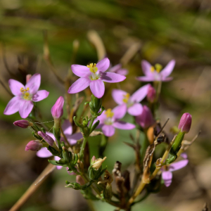 Photographie n°2458568 du taxon Centaurium erythraea Rafn [1800]