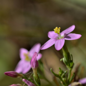 Photographie n°2458571 du taxon Centaurium erythraea Rafn [1800]