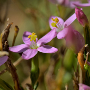 Photographie n°2458573 du taxon Centaurium erythraea Rafn [1800]