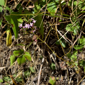 Photographie n°2458574 du taxon Centaurium erythraea Rafn [1800]