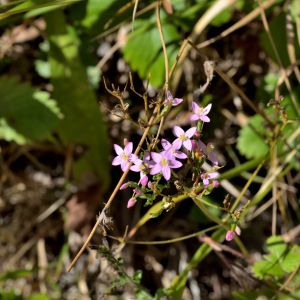 Photographie n°2458577 du taxon Centaurium erythraea Rafn [1800]