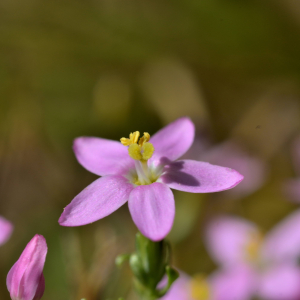 Photographie n°2458578 du taxon Centaurium erythraea Rafn [1800]