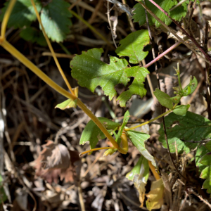 Photographie n°2458579 du taxon Centaurium erythraea Rafn [1800]