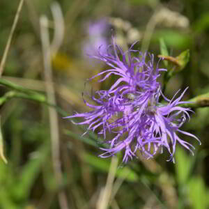 Photographie n°2458580 du taxon Dianthus superbus L. [1755]