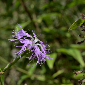 Photographie n°2458590 du taxon Dianthus superbus L. [1755]