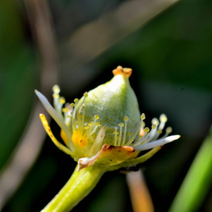 Photographie n°2458621 du taxon Parnassia palustris L. [1753]