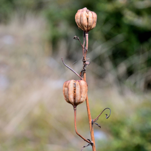 Photographie n°2458641 du taxon Lilium martagon L.