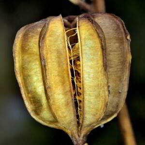 Photographie n°2458642 du taxon Lilium martagon L.