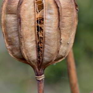 Photographie n°2458643 du taxon Lilium martagon L.