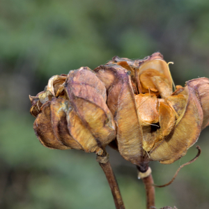 Photographie n°2458644 du taxon Lilium martagon L.