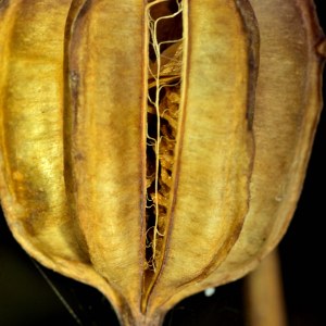 Photographie n°2458645 du taxon Lilium martagon L.