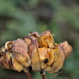 Photographie n°2458646 du taxon Lilium martagon L.