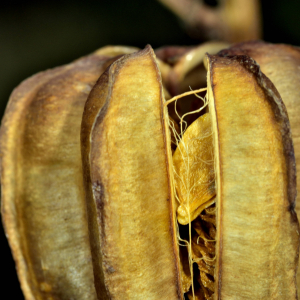 Photographie n°2458647 du taxon Lilium martagon L.