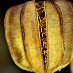 Photographie n°2458648 du taxon Lilium martagon L.