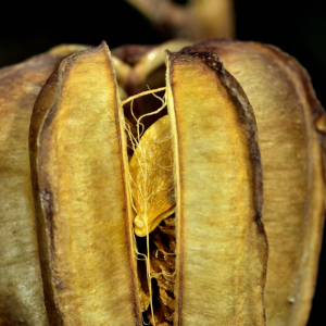 Photographie n°2458649 du taxon Lilium martagon L.